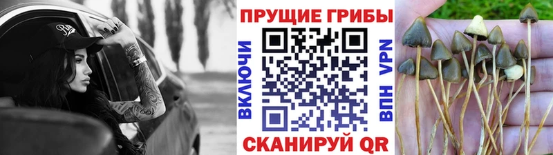 Галлюциногенные грибы Cubensis Разумное